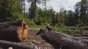 White City, FL Tree Services Pros