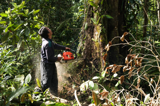 Best Storm Damage Tree Cleanup  in White City, FL